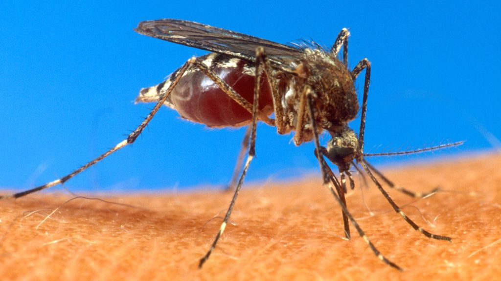 Mosquito Mosquito