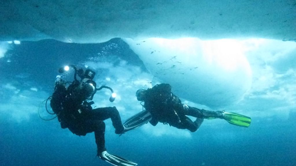 Buceo Ártico