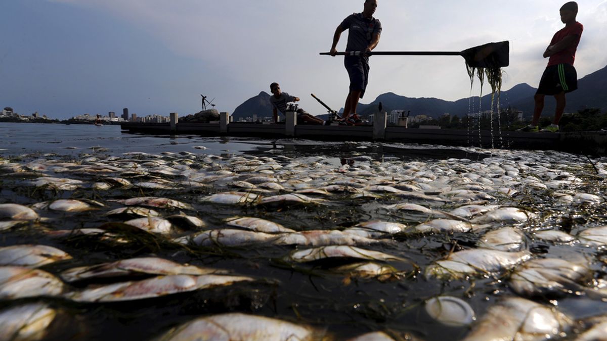 Hallan más de 33 toneladas de peces muertos en la laguna de los Juegos de Río