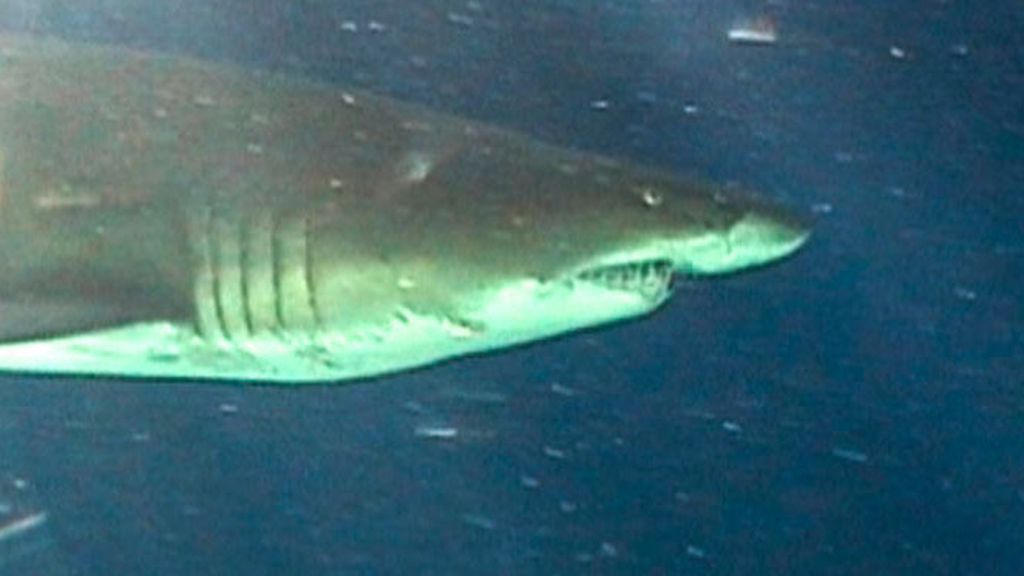Tiburones en Mar de Plata