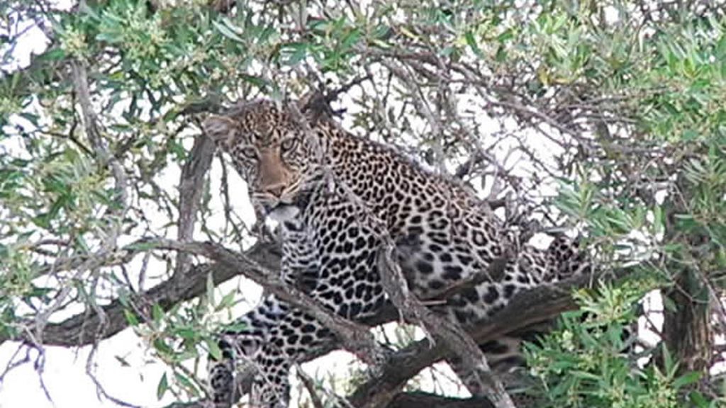 El guepardo "re-posando" en el árbol