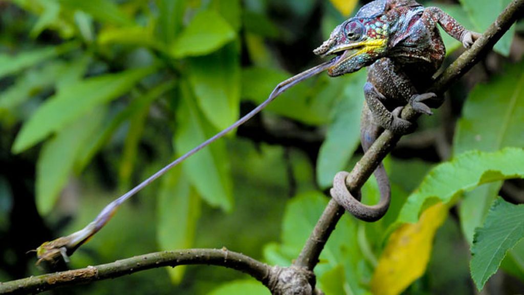 Premio ZSL de Fotografía Animal 2014, por Simone Sbaraglia
