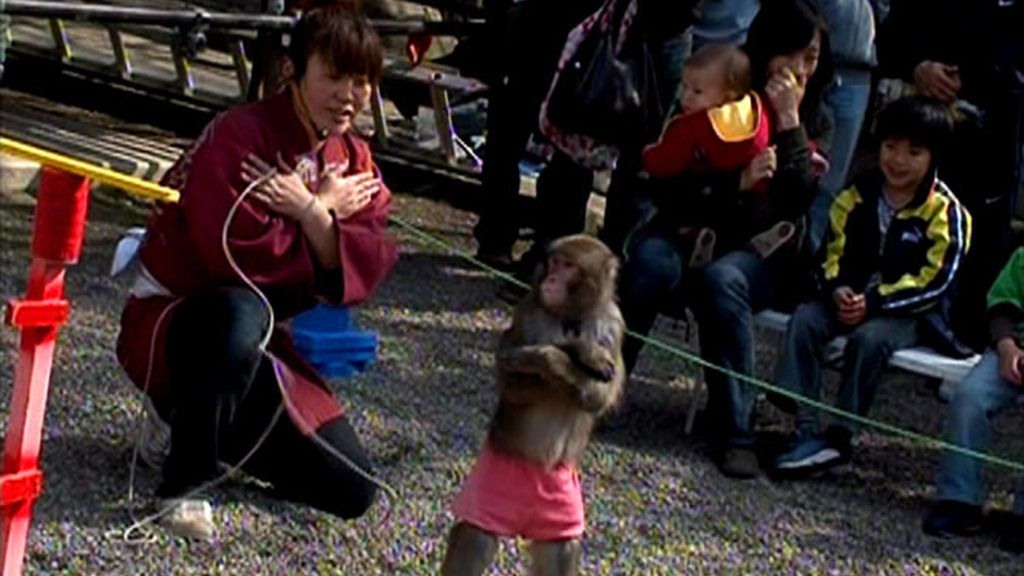 Mono acróbata en Tokio