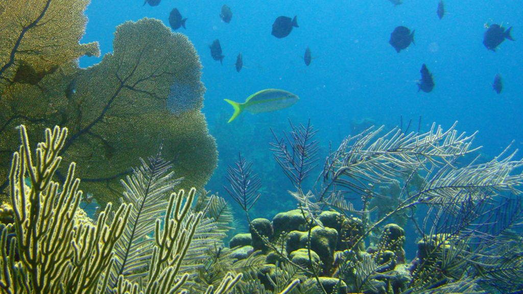 Sistema de arrecife de coral de Belice