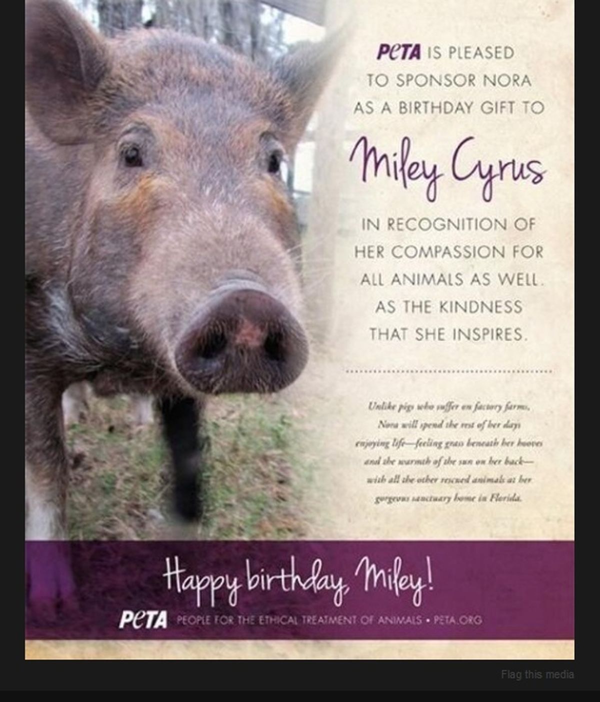 Miley Cyrus recibe un cerdo como regalo de cumpleaños