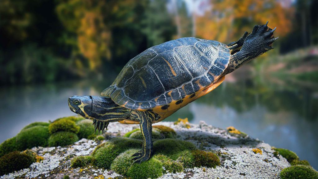 Maravillas del reino animal