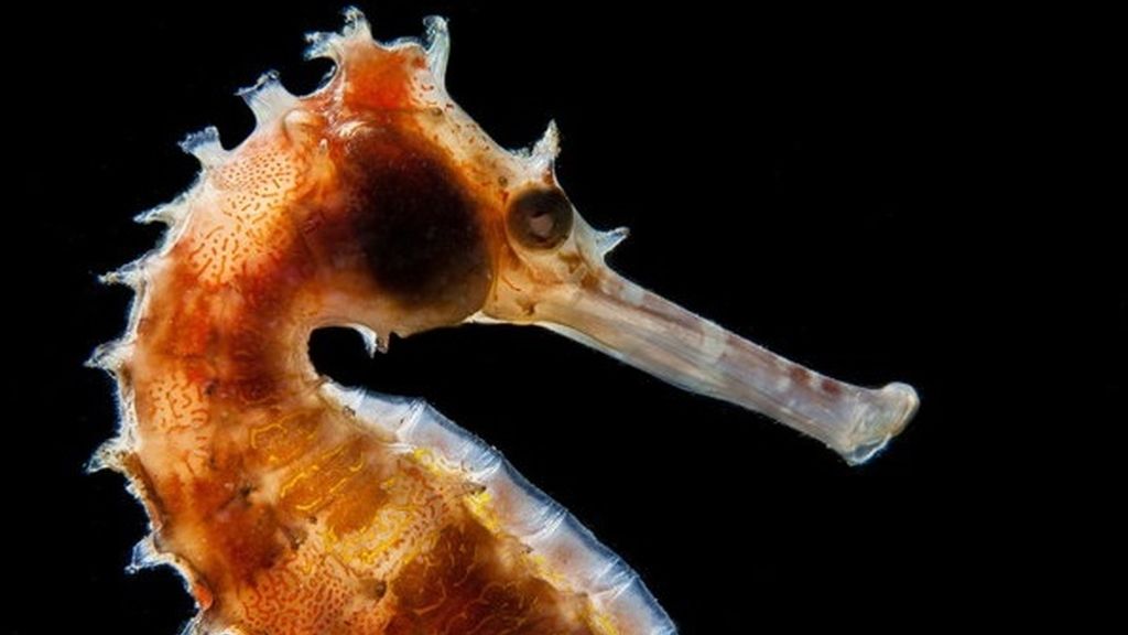 Caballito de mar 'retroiluminado'