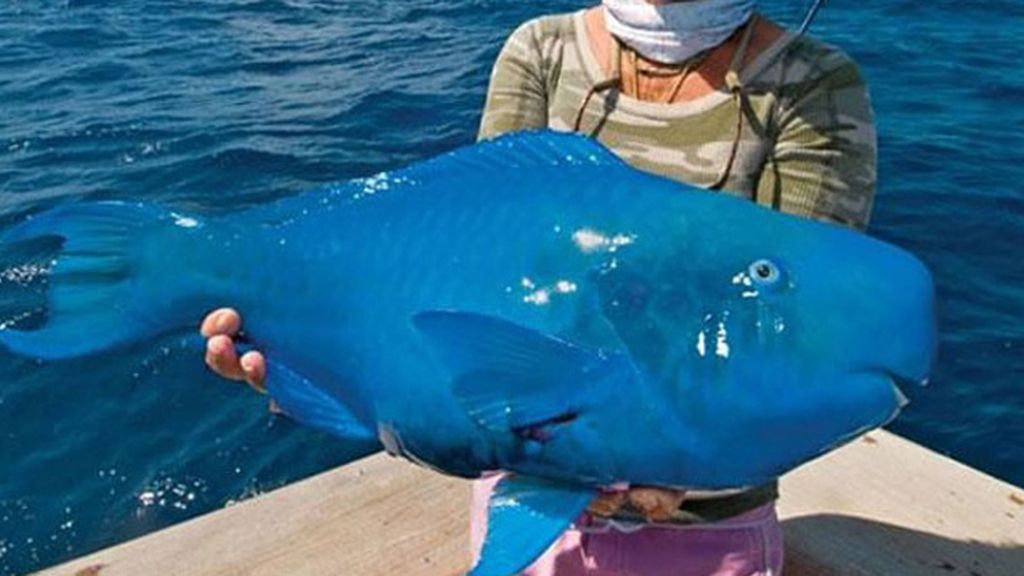 El pez papagayo azul