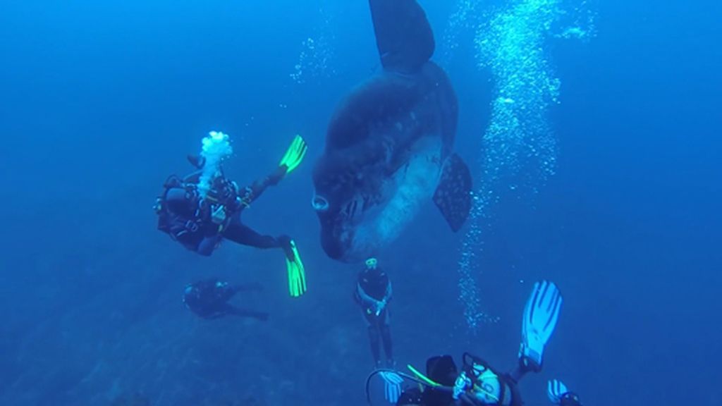 'Sunfish', un pez extraño