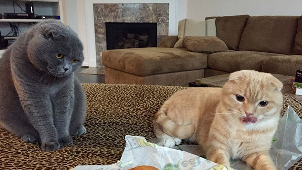 La comida, un festín para las mascotas