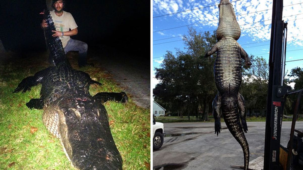 Cocodrilo gigante