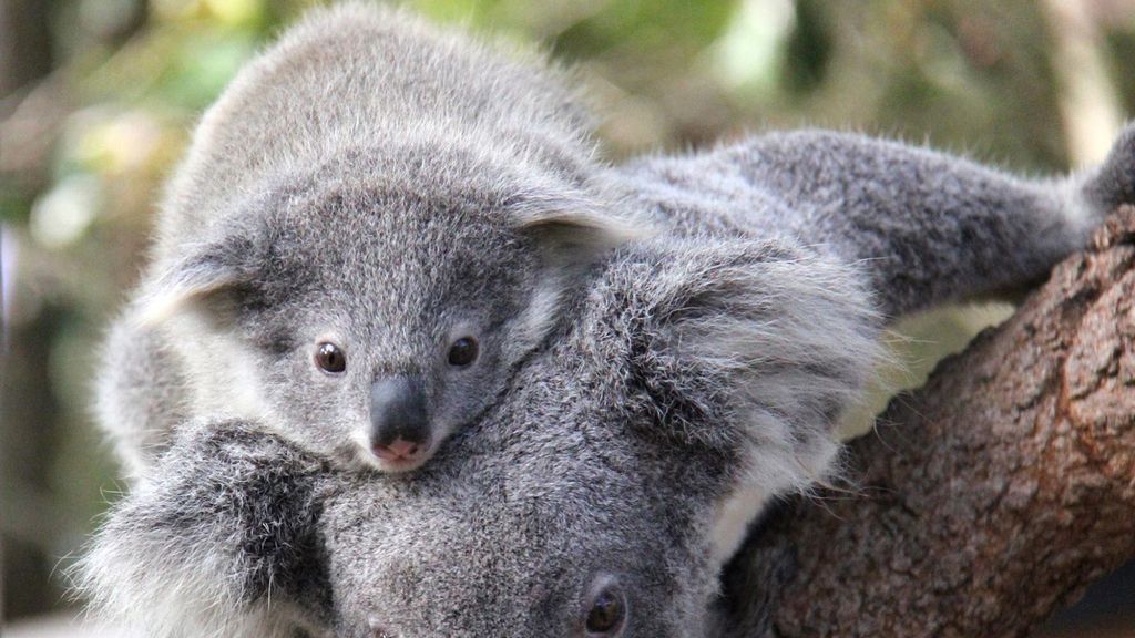 Una cría de koala nacida en el zoo de Sidney