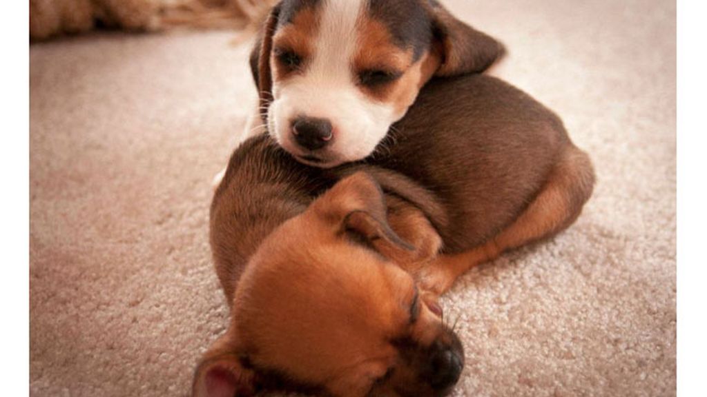 Cachorritos de emergencia
