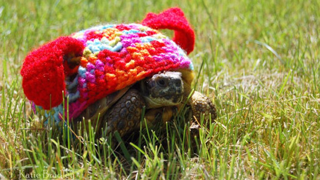 Las tortugas y sus trajes de ganchillo