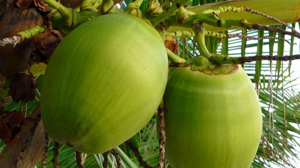 agua de coco