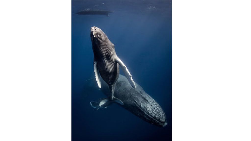 Una ballena nada escoltada por el 'macho ballena'