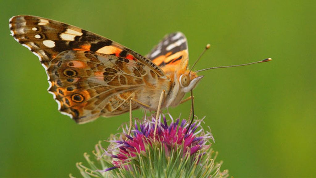 Ganador en la categoría 'El tamaño importa', por Alex Berryman