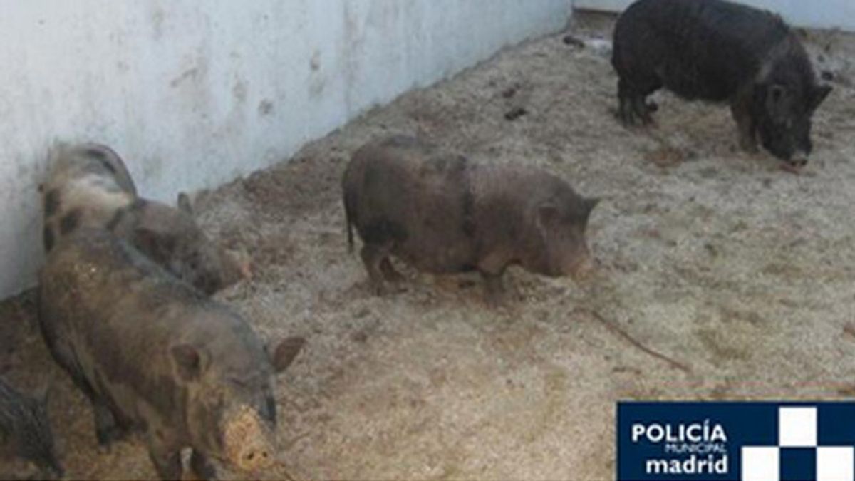 La Policía Municipal de Madrid captura doce cerdos vietnamitas por el Manzanares