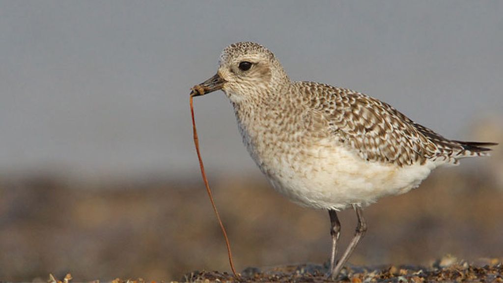 Ganador en la categoría 'Última Oportunidad para Ver', por Alex Berryman