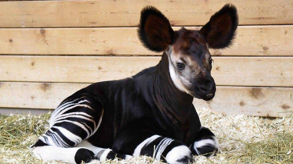 Un okapi nacido en EEUU en abril