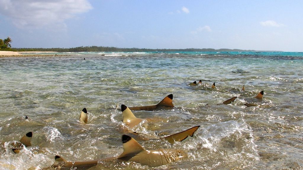 Blue Lagoon, Polinesia