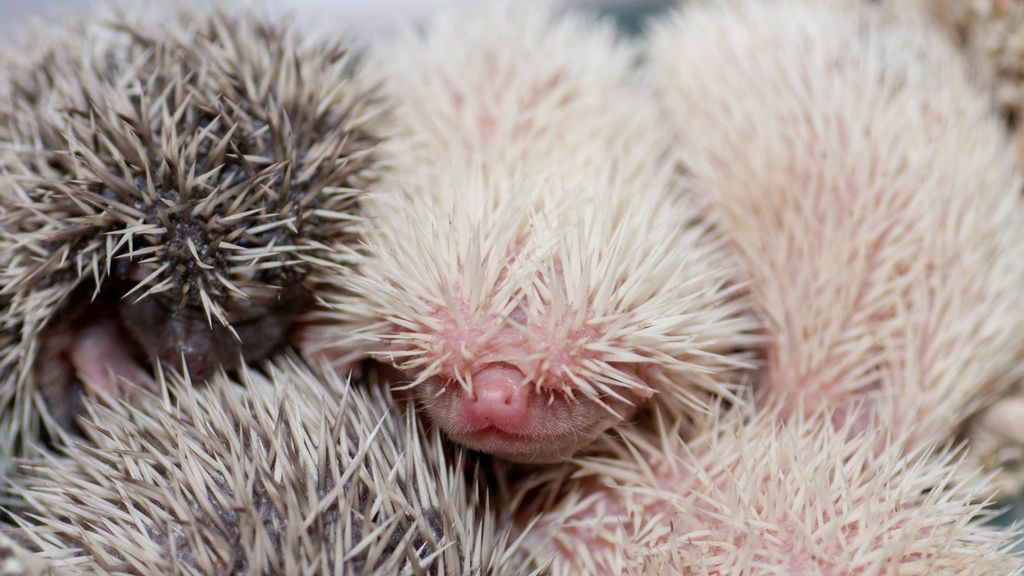 Erizos nacidos en el zoo de Denver en febrero