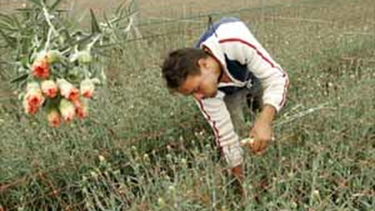 Israel permite la salida de productos agrícolas en Gaza