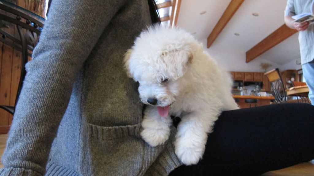 Zuckerberg tiene corazón y un perrito (del que es fan)