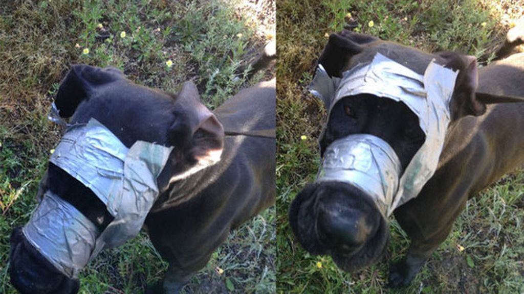 Rescatan a perro que tenía la cabeza cubierta con cinta adhesiva Rescatan a perro que tenía la cabeza cubierta con cinta adhesiva
