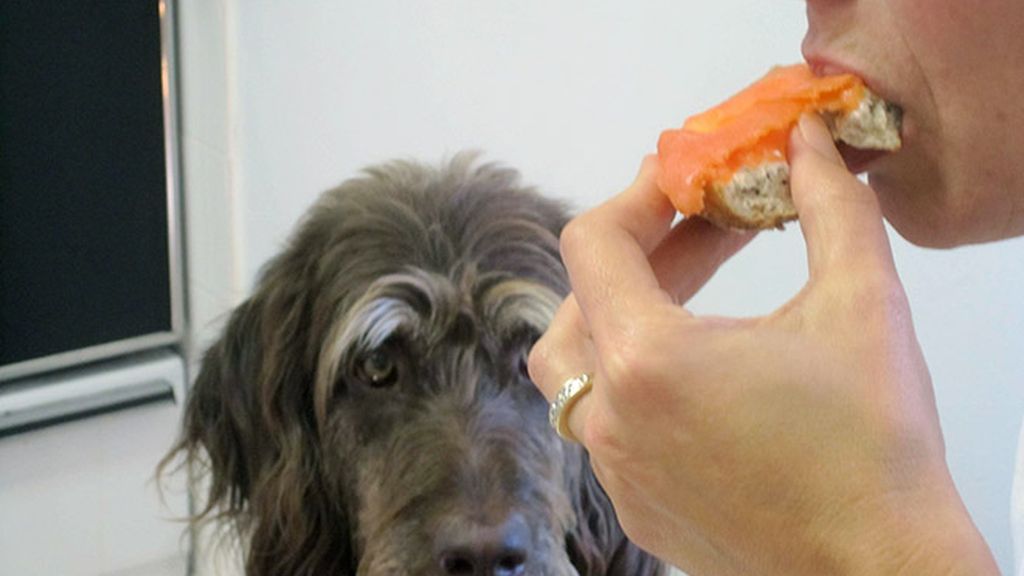 La comida, un festín para las mascotas