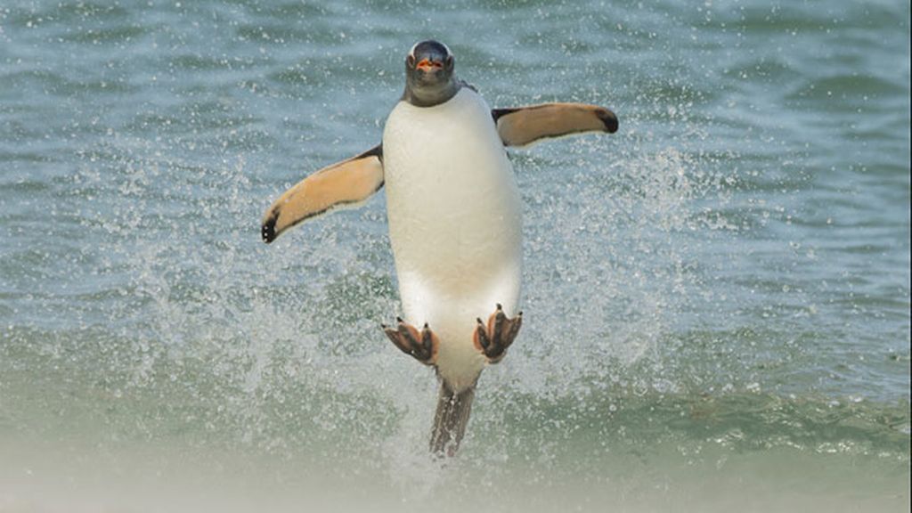 Pingüino sobre las olas, por Tom Way