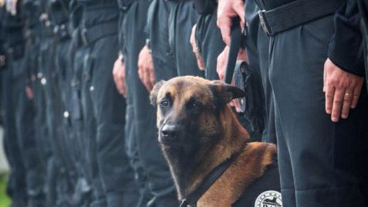 perro policía,diesel,Ataque terrorista Francia