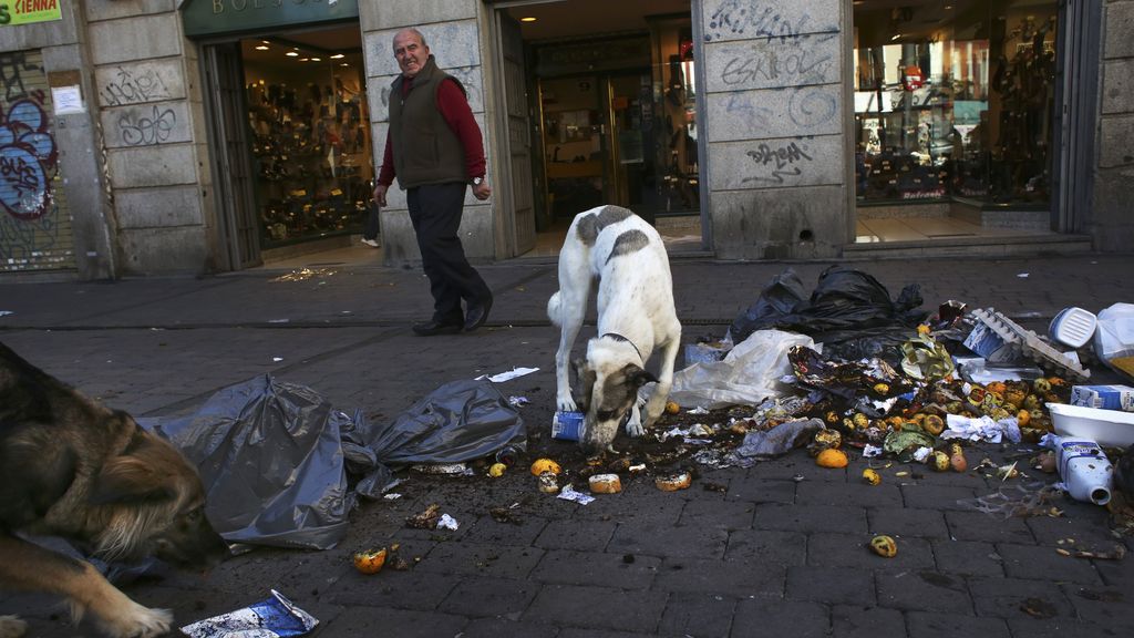 Un perro come en la basura de las calles de Madrid