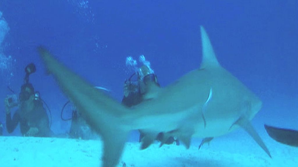 "Lo mejor de México está bajo sus aguas"