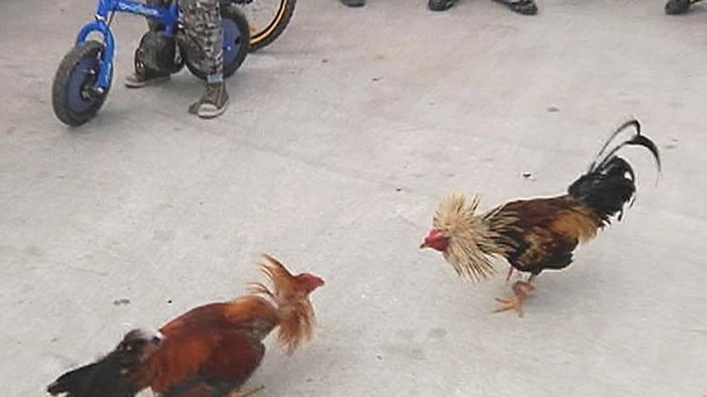 Una pelea de gallos