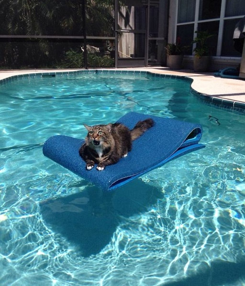 Un gato surfista