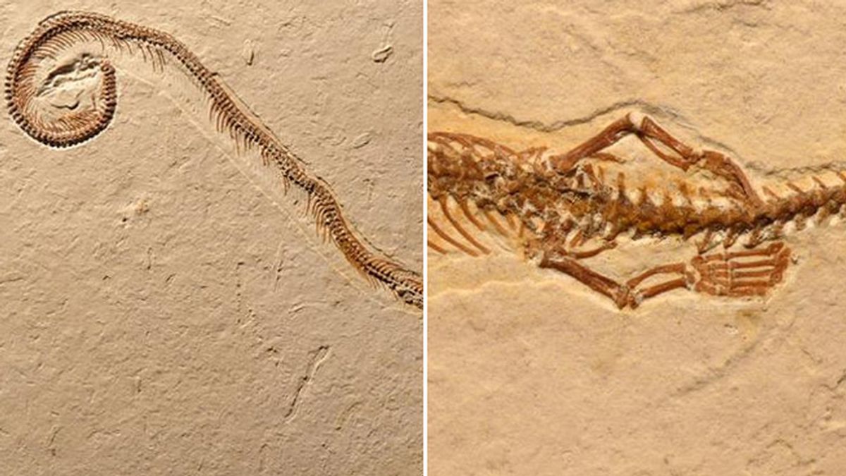 Hallan el fósil de una serpiente con cuatro patas en Brasil