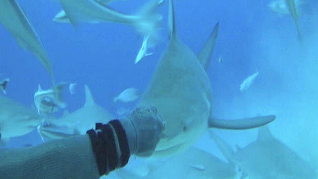 Nadando entre tiburones