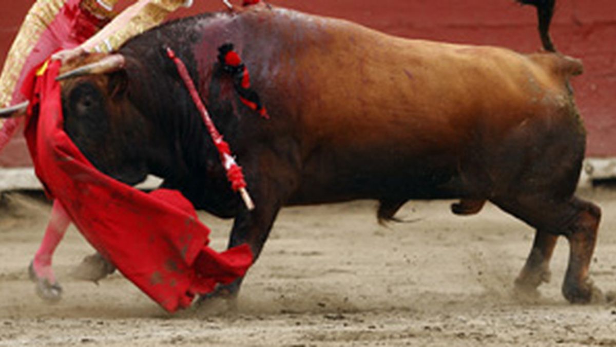 El primer toro bravo clonado de España ha costado 28.000 euros
