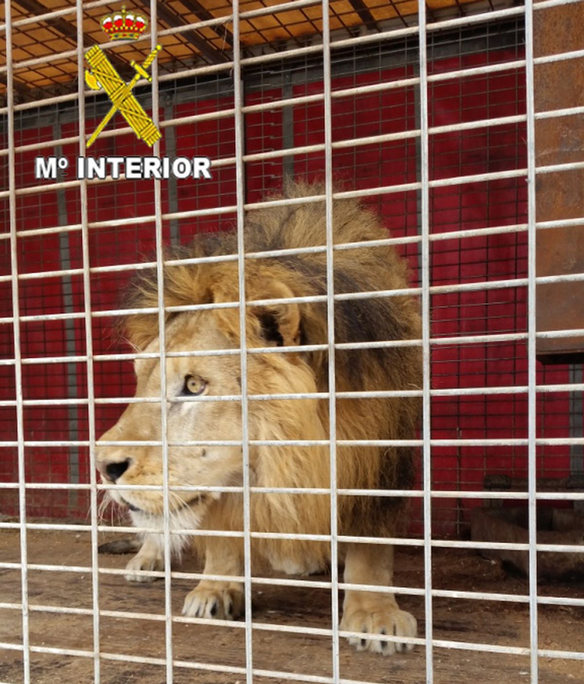 La Guardia Civil interviene 2 leones y 1 pantera en una operación contra el tráfico ilegal de animales