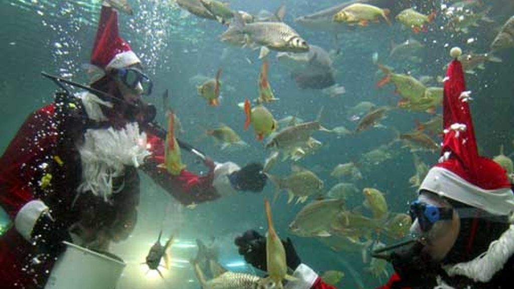 Navidad acuática