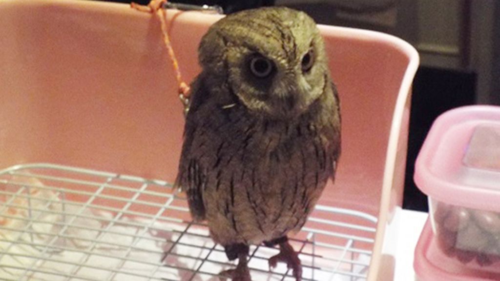 Extravagantes cafeterías de búhos y lechuzas en Japón