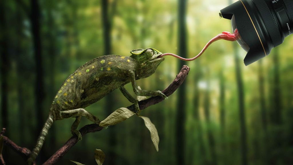 Maravillas del reino animal