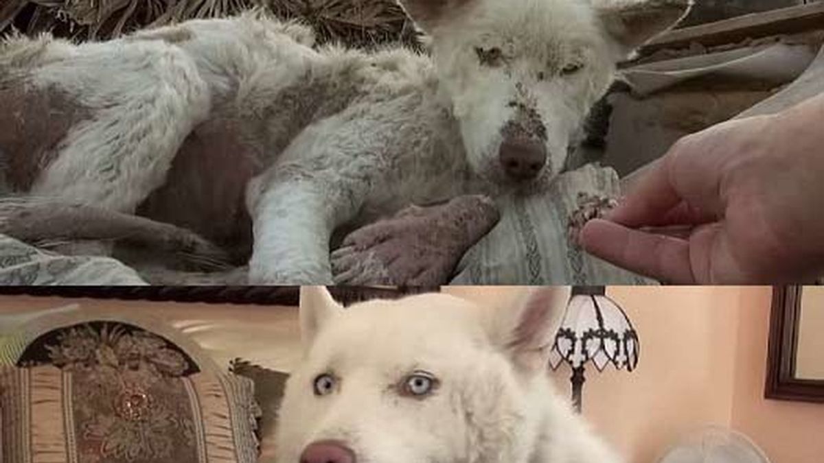 El perro Miley, un año después de encontrarlo en la basura
