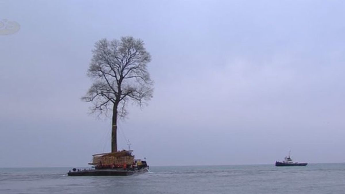 El árbol que surca las aguas del Mar Negro