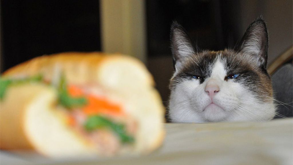 Divertidas mascotas con ganas de comer