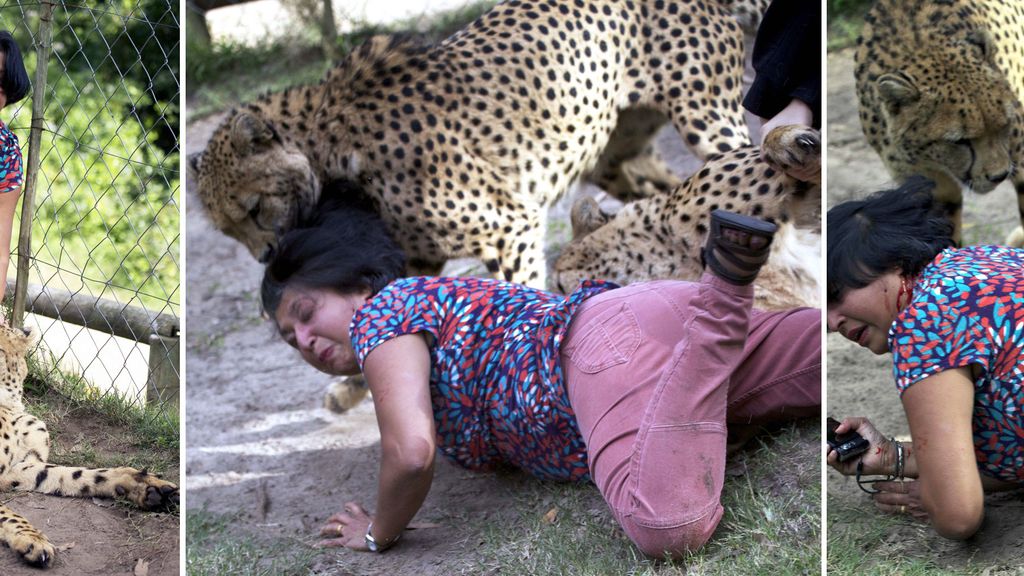 Una turista atacada por dos guepardos en una reserva en Sudáfrica Una turista atacada por dos guepardos en una reserva en Sudáfrica
