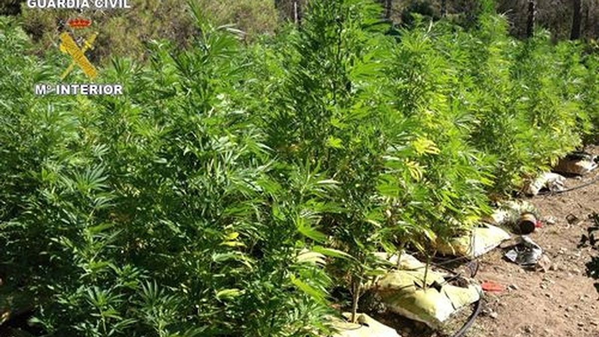 Incautan más de mil plantas de marihuana en dos localidades de Alicante