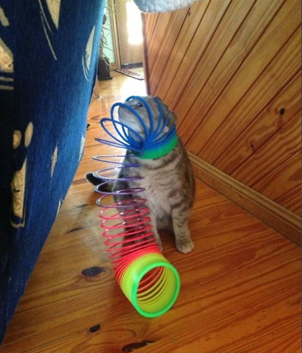 Este juguetón animal está en apuros