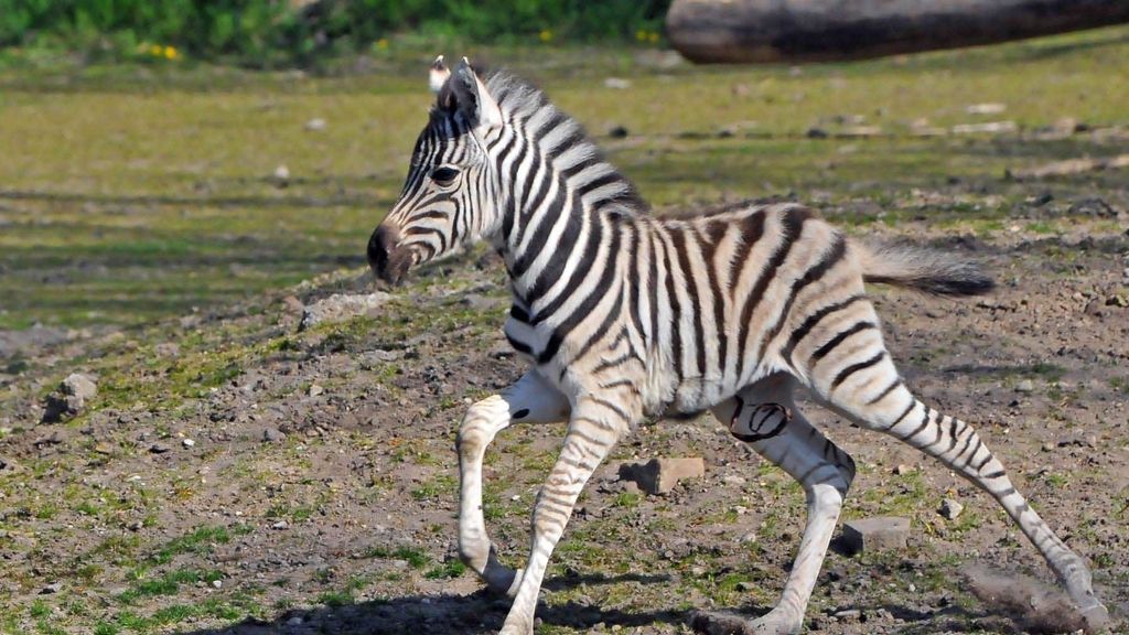 Una cría de cebra nacida en abril en Alemania